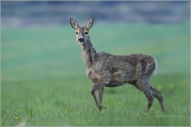 <p>SRNEC OBECNÝ (Capreolus capreolus) Šluknovsko - Jiříkov (European roe deer / Reh</p>
